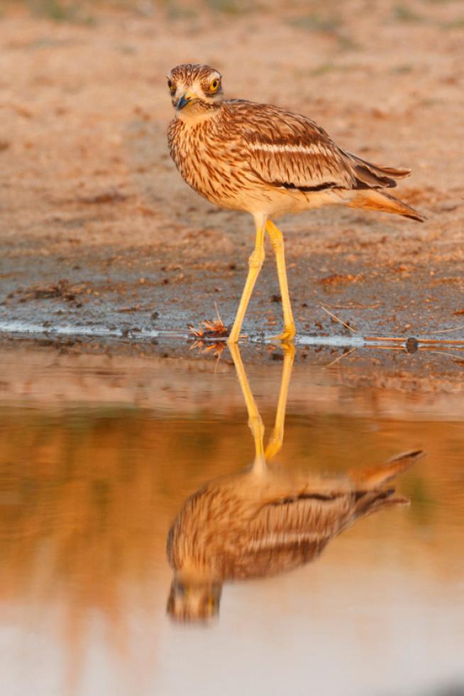 Reflejos